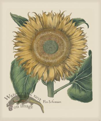 Besler 204 Colored  B2